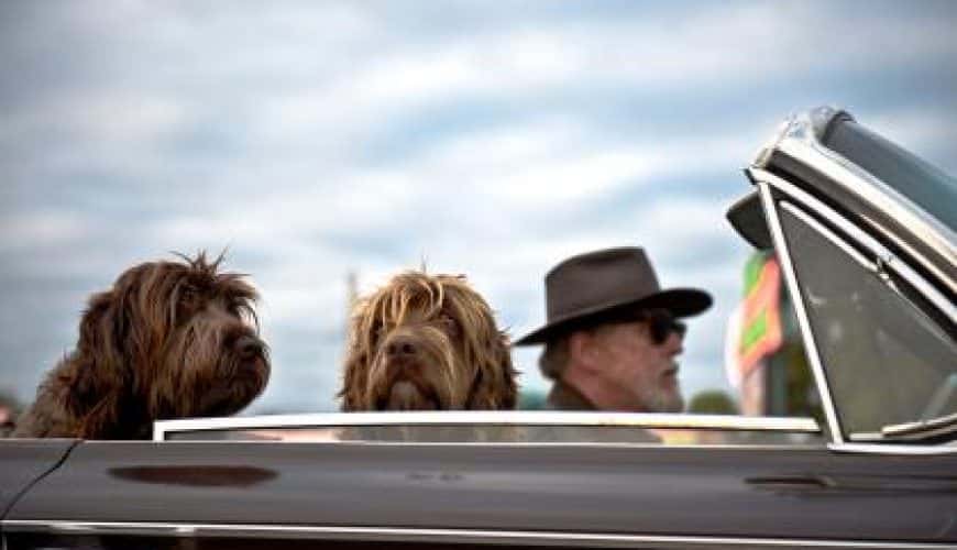 Deux chiens dans une décapotable avec un homme en chapeau, ciel partiellement nuageux.