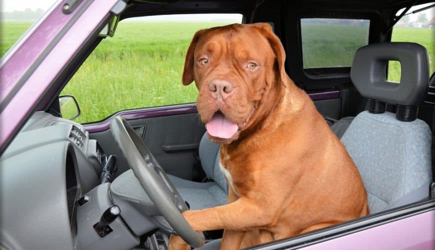 Chien assis au volant d'une voiture, champ vert en arrière-plan.